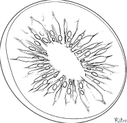 Kiwi Kleurbladsye Om Te Druk