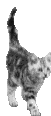 Кат Анимирани Изображения Gif