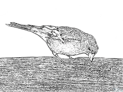 ফিঞ্চ মুদ্রণযোগ্য রঙের পাতাmudraṇayōgya Raṅēra Pātā