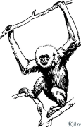 Gibbon Udskrivbare Farvelægningssider