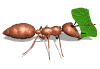 Ant Animated images Gif