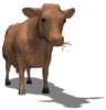 Cow Animated images Gif