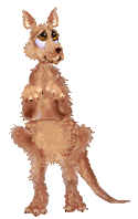 Kangaroo Animated images Gif