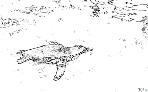 Swimming Coloring Pages To Print