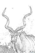 Antelope Coloring pages to print