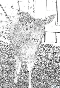 Deer Coloring Pages To Print