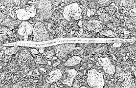 Earthworm Coloring Pages To Print