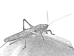 Grasshopper Coloring pages to print