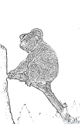 Koala Coloring pages to print