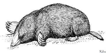 Mole Coloring pages to print