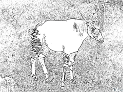 Okapi Coloring pages to print
