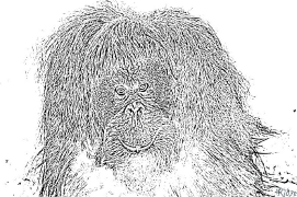 Orangutan Coloring pages to print