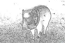 Peccary Coloring pages to print