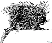 Porcupine Coloring pages to print