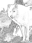 Wolves Coloring pages to print