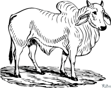 Zebu Coloring pages to print
