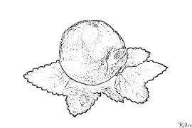 Peach Coloring pages to print