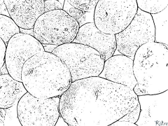 Potato Coloring pages to print