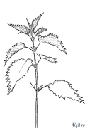 Nettle Coloring pages to print