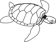 Tortoise Online coloring