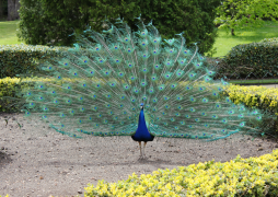 Pavo Real Medios