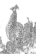 Pavo Real Páginas Para Colorear Para Imprimir