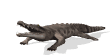 Crocodile Images Animées Gif