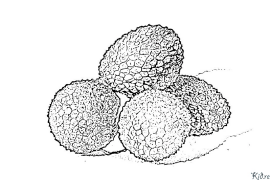 Litchi Duilleagan Dathte Clò-bhuailte