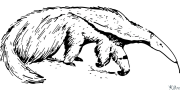 Anteater Páxinas Para Colorear Imprimibles