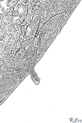 Lagarto Páxinas Para Colorear Imprimibles