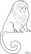 Marmoset Páxinas Para Colorear Imprimibles