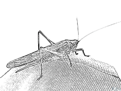 Saltamontes Páxinas Para Colorear Imprimibles