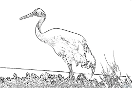 Crane Shafukan Masu Launi Da Ake Bugawa