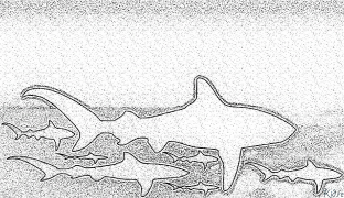 Shark Cov Xim Online