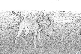 Boxer Disegni Da Colorare Stampabili