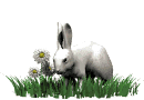 Coniglio Immagini Animate Gif