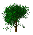 Albero Immagini Animate Gif
