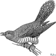 Cuckoo ទំព័រពណ៌ដែលអាចបោះពុម្ពបាន។