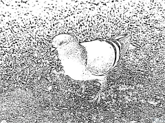 Pigeon ទំព័រពណ៌ដែលអាចបោះពុម្ពបាន។