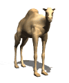 Camel Animéiert Biller Gif