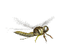 Dragonfly Animéiert Biller Gif