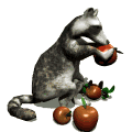 Raccoon Animéiert Biller Gif