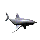 Shark Animéiert Biller Gif