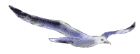 Seagull Animéiert Biller Gif