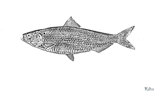 Herring Halaman Pewarna Boleh Cetak