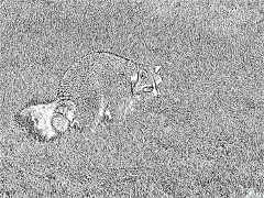 Raccoon Halaman Pewarna Boleh Cetak