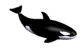 Orca Animerte Bilder Gif