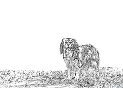 Cavalier King Charles Kolorowanki Do Druku