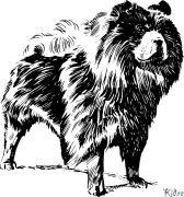 Chow Chow Kolorowanki Do Druku