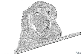 Golden Retriever Kolorowanki Do Druku